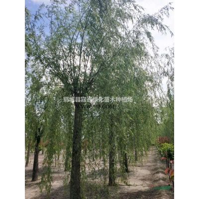 山東紫薇價格  紫薇圖片 5公分紫薇價格