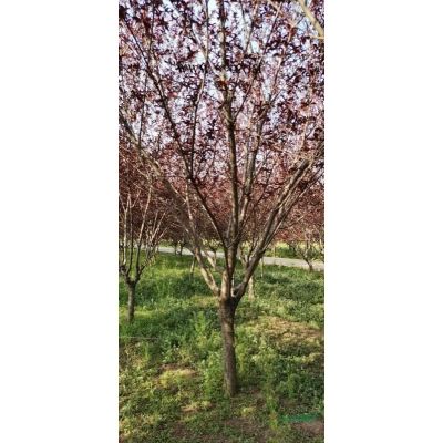 紅葉李價格 批發各種規格紅葉李 河南紅葉李  鄢陵紅葉李行情