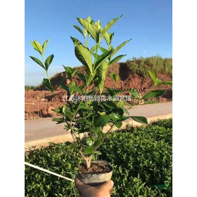 黃山欒基地 低價供應各種規格黃山欒樹 基地直銷