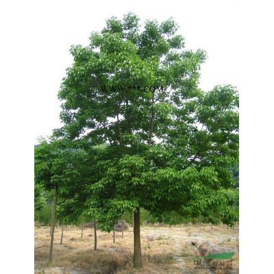 紫薇價格/今年湯泉紫薇價格低價直銷