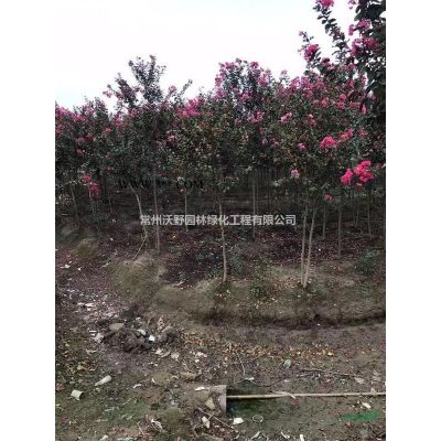 江蘇常州美國紫薇金邊黃楊基地