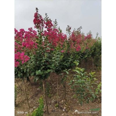 優質紅花紫薇（百日紅）女貞