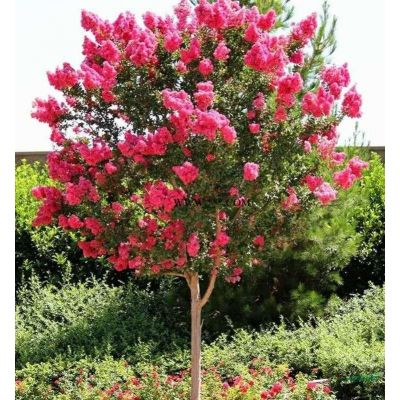 正宗美國三紅紫薇