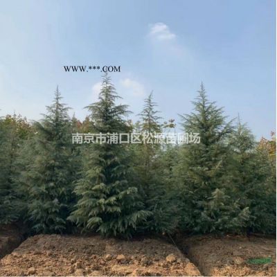 直銷：雪松、櫸樹、欒樹、烏桕、無患子