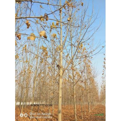 紅葉李  紫葉李