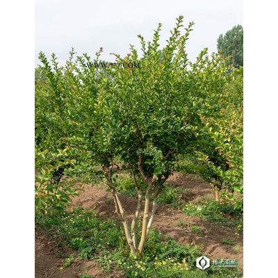 7-10公分紅葉李清地價48元起