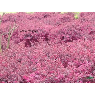 湖南欒樹，欒樹價額，欒樹圖片  欒樹是常綠還是落葉