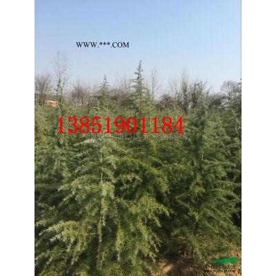 苗圃自產；8米雪松精品，7米雪八分苗，6米雪松正常樹形