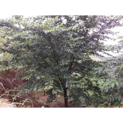 2-12公分紅葉李、櫻花、垂絲海棠、