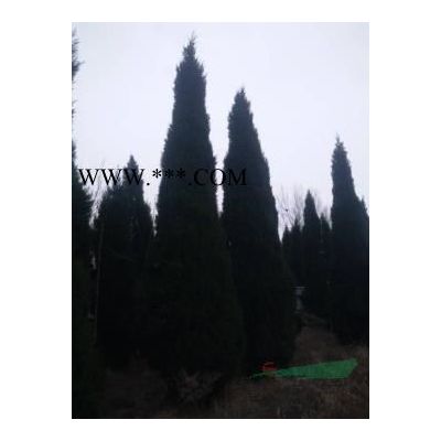 12公分13公分15公分北欒樹(shù)低價(jià)出售