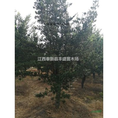 12公分濕地松價(jià)格便宜、11公分欒樹(shù)價(jià)格多少、江西欒樹(shù)基地