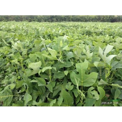 大量供應當年小苗，品種有，烏桕，欒樹，黃連木，櫸樹，等等