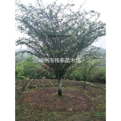 供應櫸樹，浙江櫸樹