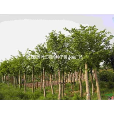 櫸樹 江西櫸樹 櫸樹報價 櫸樹價格 櫸樹小苗 華東*大的櫸樹