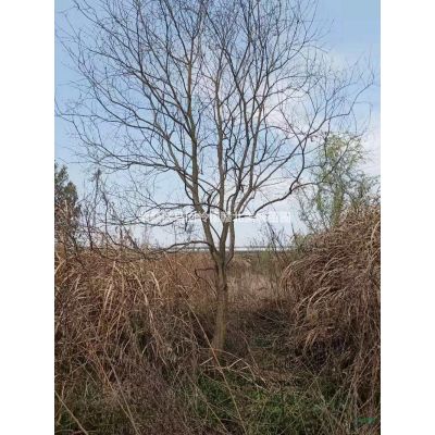 江西供應無患子規格*