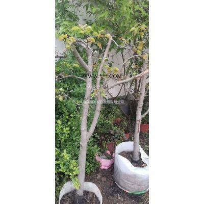 安徽淮南出售欒樹