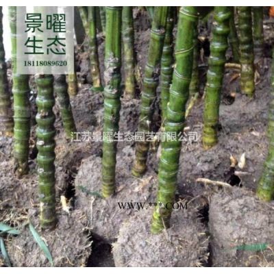 無(wú)患子產(chǎn)地在哪里/哪里便宜/江蘇景曜生態(tài)基地直銷批發(fā)價(jià)格圖片