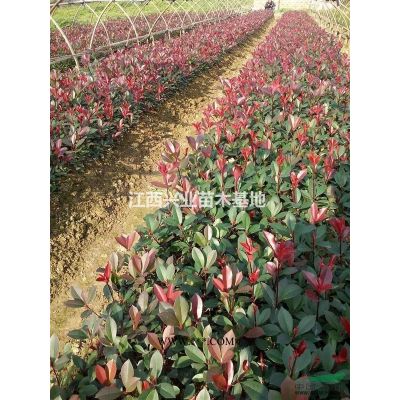 1公分無患子小苗