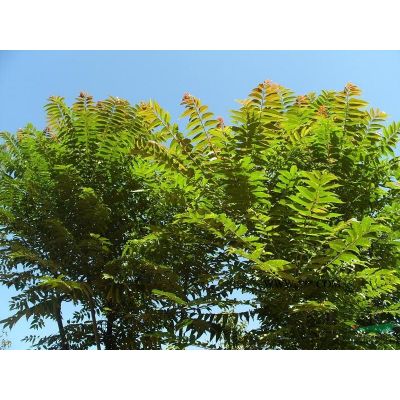 黃山欒樹供應(yīng)/黃山欒樹圖片