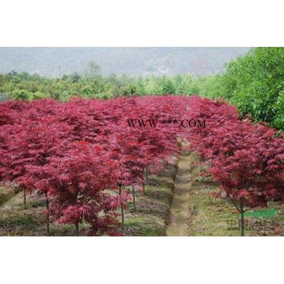 浙江無患子信息