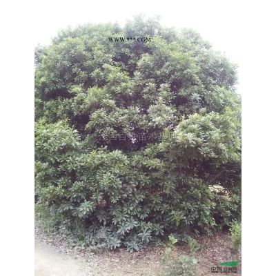 當年無患子小苗30萬出售