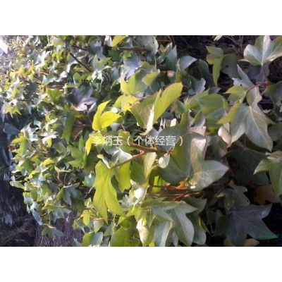 無患子批發(fā)基地  無患子價(jià)格及圖片
