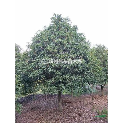 浙江櫻花-嵊州早櫻