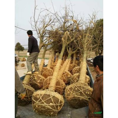 浙江櫻花*新報價/浙江櫻花圖片