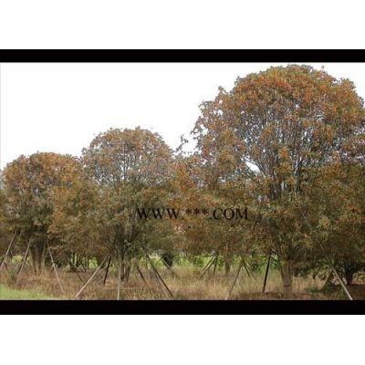 樟樹、廣玉蘭，馬褂木，樸樹，紅果冬青，櫻花等