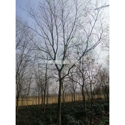安徽肥西出售樸樹
