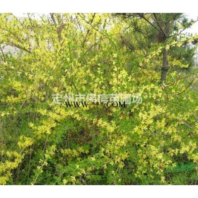 櫻花介紹，櫻花價(jià)格，河北櫻花產(chǎn)地