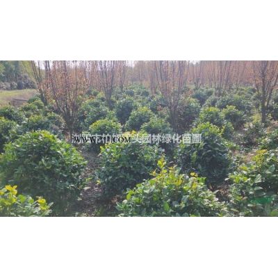 長沙苗圃批發紅移栽櫻花