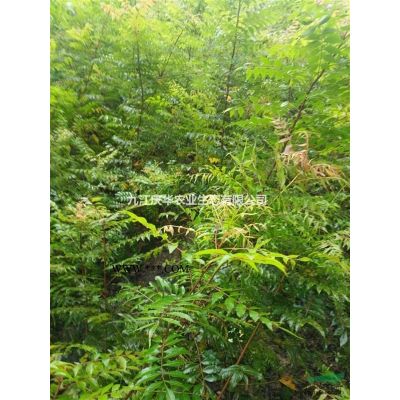 江西樸樹小苗 樸樹小苗2019年價格怎么樣