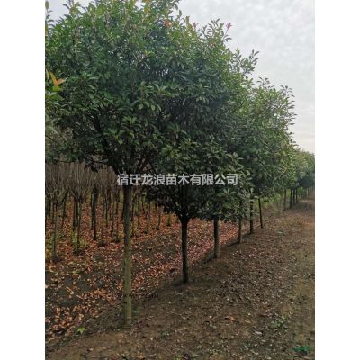 2020年江蘇銀杏 銀杏農戶基地 銀杏樹基地新報價