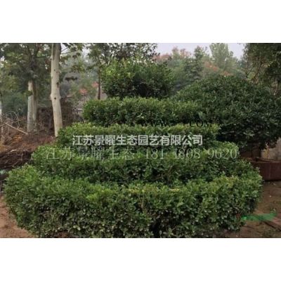 江蘇實生銀杏、嫁接銀杏哪里好/哪家便宜/江蘇景曜生態大量供應