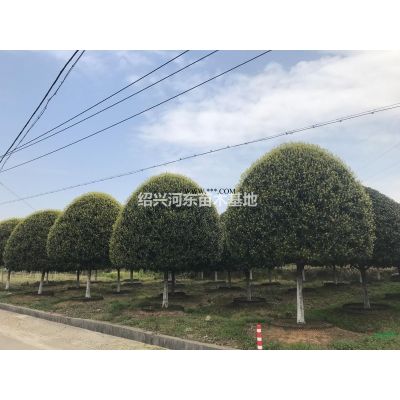 浙江供應(yīng) 杜英  精品杜英  杜英報(bào)價(jià)