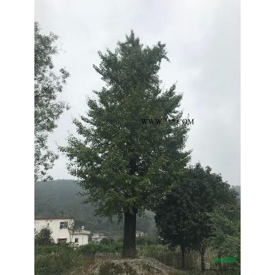桂林銀杏樹供應：米徑18～30公分