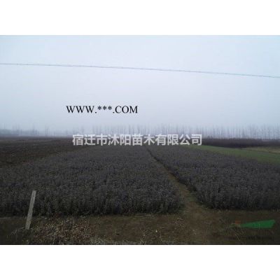 日本紅楓價格_日本紅楓產(chǎn)地_日本紅楓綠化苗木苗圃基地