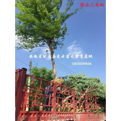 安徽肥西紅花玉蘭 紫玉蘭 紅葉桃 櫻花 臘梅 木槿 紫薇