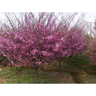 特價供應100000地徑2-3公分的紅楓