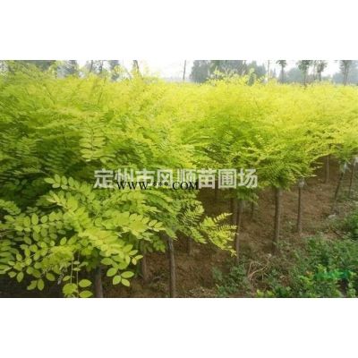 河北獨桿紫薇 獨桿紫薇基地 獨桿紫薇價格