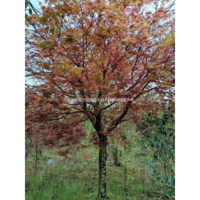 河南[產品]/河南許昌紅楓 紅楓基地價格/報價