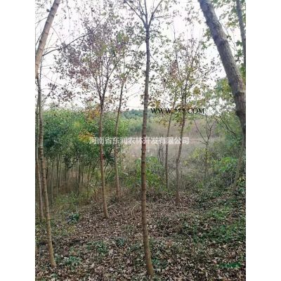 紅花紫薇苗木出售，紫薇5-8公分紫薇林下芍藥出售