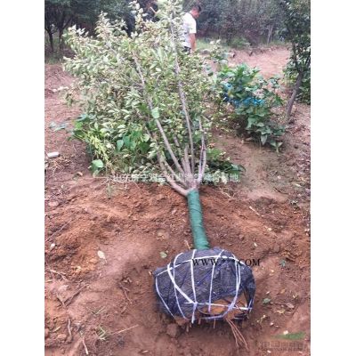 美國紅楓8-9-10-11-12-13-14-15