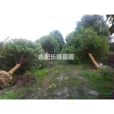 安徽合肥苗圃直銷櫸樹，無患子，重陽木，水杉，馬褂木，肥西苗木