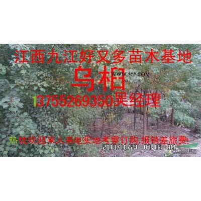 低價供應馬褂木