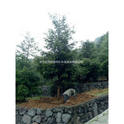 供應叢生紫薇4-5桿，桿徑5-6cm。