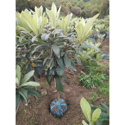 紅楓地徑5至15公分