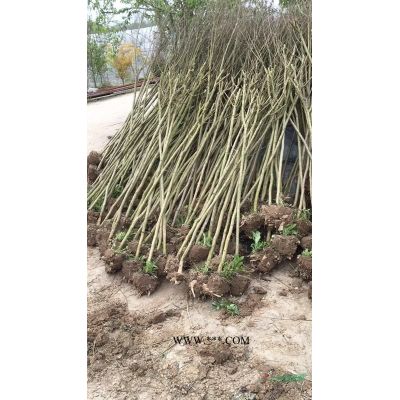 美國紫微 高桿美國紫薇 縱生美國紫薇 江西贛州苗木