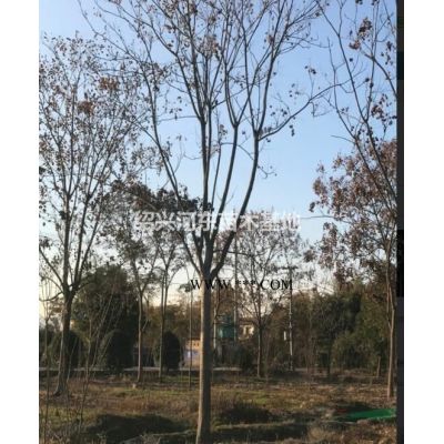 浙江嵊州紅葉李  紫葉李價(jià)格/紫葉李浙江市場行情/紅葉李報(bào)價(jià)